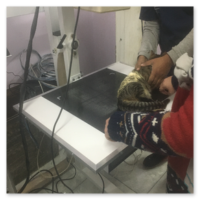 Mesa Digital Directa adaptada a un equipo de rayos X convencional